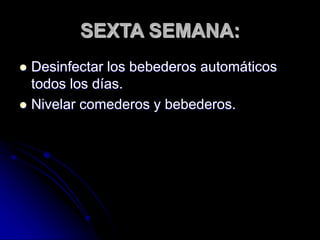 SEXTA SEMANA:
 Desinfectar los bebederos automáticos
todos los días.
 Nivelar comederos y bebederos.
 