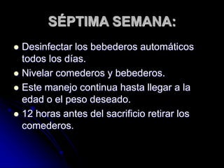 SÉPTIMA SEMANA:
 Desinfectar los bebederos automáticos
todos los días.
 Nivelar comederos y bebederos.
 Este manejo continua hasta llegar a la
edad o el peso deseado.
 12 horas antes del sacrificio retirar los
comederos.
 