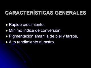 CARACTERÍSTICAS GENERALES
 Rápido crecimiento.
 Mínimo índice de conversión.
 Pigmentación amarilla de piel y tarsos.
 Alto rendimiento al rastro.
 