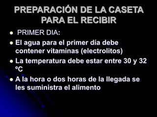 PREPARACIÓN DE LA CASETA
PARA EL RECIBIR
 PRIMER DIA:
 El agua para el primer día debe
contener vitaminas (electrolitos)
 La temperatura debe estar entre 30 y 32
ºC
 A la hora o dos horas de la llegada se
les suministra el alimento
 