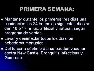 PRIMERA SEMANA:
 Mantener durante los primeros tres días una
iluminación las 24 hr, en los siguientes días se
dan 16 o 17 hr luz, artificial y natural, según
programa de ventas.
 Lavar y desinfectar todos los días los
bebederos manuales.
 Del tercer a séptimo día se pueden vacunar
contra New Castle, Bronquitis Infecciosa y
Gumboro
 