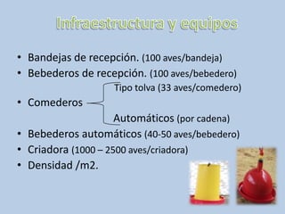 Infraestructura y equiposBandejas de recepción. (100 aves/bandeja)Bebederos de recepción. (100 aves/bebedero)			     Tipo tolva (33 aves/comedero)Comederos			    Automáticos (por cadena)Bebederos automáticos (40-50 aves/bebedero)Criadora (1000 – 2500 aves/criadora)Densidad /m2.