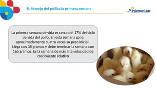 8. Manejo del pollito la primera semana
La primera semana de vida es cerca del 17% del ciclo
de vida del pollo. En esta semana gana
aproximadamente cuatro veces su peso inicial.
Llega con 38 gramos y debe terminar la semana con
165 gramos. Es la semana de más alta velocidad de
crecimiento relativo
 