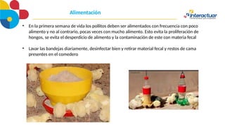 Alimentación
• En la primera semana de vida los pollitos deben ser alimentados con frecuencia con poco
alimento y no al contrario, pocas veces con mucho alimento. Esto evita la proliferación de
hongos, se evita el desperdicio de alimento y la contaminación de este con materia fecal
• Lavar las bandejas diariamente, desinfectar bien y retirar material fecal y restos de cama
presentes en el comedero
 