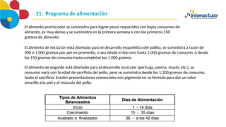 11. Programa de alimentación
El alimento preiniciador se suministra para lograr pesos requeridos con bajos consumos de
alimento, es muy denso y se suministra en la primera semana o con los primeros 150
gramos de alimento
El alimento de iniciación está diseñado para el desarrollo esquelético del pollito, se suministra a razón de
900 o 1.000 gramos por ave en promedio, o sea desde el día cero hasta 1.000 gramos de consumo, o desde
los 150 gramos de consumo hasta completar los 1.000 gramos.
El alimento de engorde está diseñado para el desarrollo muscular (pechuga, pierna, muslo, etc.), su
consumo varía con la edad de sacrificio del pollo, pero se suministra desde los 1.100 gramos de consumo,
hasta el sacrificio. Existen presentaciones comerciales con pigmento en su fórmula para dar un color
amarillo a la piel y el músculo del pollo.
 