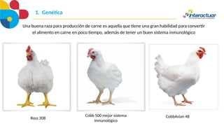 1. Genética
Ross 308
Cobb 500 mejor sistema
inmunológico
CobbAvian 48
Una buena raza para producción de carne es aquella que tiene una gran habilidad para convertir
el alimento en carne en poco tiempo, además de tener un buen sistema inmunológico
 