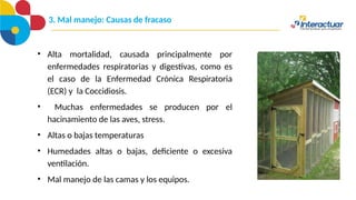 • Alta mortalidad, causada principalmente por
enfermedades respiratorias y digestivas, como es
el caso de la Enfermedad Crónica Respiratoria
(ECR) y la Coccidiosis.
• Muchas enfermedades se producen por el
hacinamiento de las aves, stress.
• Altas o bajas temperaturas
• Humedades altas o bajas, deficiente o excesiva
ventilación.
• Mal manejo de las camas y los equipos.
3. Mal manejo: Causas de fracaso
 