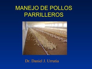 MANEJO DE POLLOS 
PARRILLEROS 
Dr. Daniel J. Urrutia 
 
