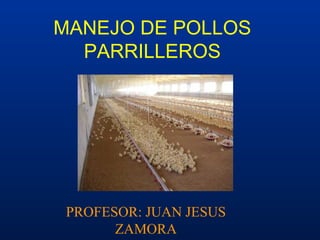 MANEJO DE POLLOS 
PARRILLEROS 
PROFESOR: JUAN JESUS 
ZAMORA 
 