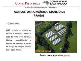 Quebra ventos.
OBS: Impede a entrada de
insetos e doenças, diminui a
ação do vento sobre as folhas
(danos) possibilitando a
entrada de doenças e auxilia
no abrigo de inimigos naturais
das pragas (flores).
Fonte: (www.agricultura.gov.br)
AGRICULTURA ORGÂNICA: MANEJO DE
PRAGAS
 
