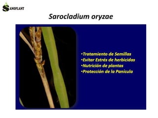 Sarocladium oryzae
 