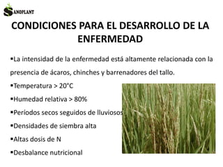 CONDICIONES PARA EL DESARROLLO DE LA
ENFERMEDAD
La intensidad de la enfermedad está altamente relacionada con la
presencia de ácaros, chinches y barrenadores del tallo.
Temperatura > 20°C
Humedad relativa > 80%
Períodos secos seguidos de lluviosos
Densidades de siembra alta
Altas dosis de N
Desbalance nutricional
 