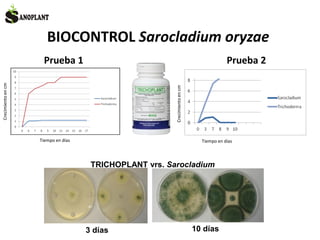 BIOCONTROL Sarocladium oryzae
Crecimientoencm
Tiempo en días
Crecimientoencm
Tiempo en días
TRICHOPLANT vrs. Sarocladium
Prueba 1 Prueba 2
3 días 10 días
 