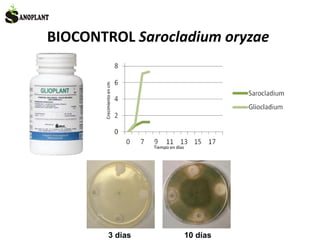 BIOCONTROL Sarocladium oryzae
3 días 10 días
Crecimientoencm
Tiempo en días
 
