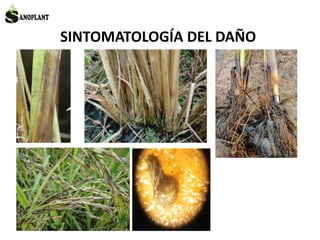 SINTOMATOLOGÍA DEL DAÑO
 