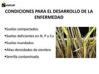 CONDICIONES PARA EL DESARROLLO DE LA
ENFERMEDAD
Suelos compactados
Suelos deficientes en N, P y Cu
Suelos inundados
Altas densidades de siembra
Semilla contaminada
 