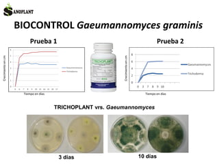BIOCONTROL Gaeumannomyces graminis
TRICHOPLANT vrs. Gaeumannomyces
Prueba 1 Prueba 2
3 días 10 días
Crecimientoencm
Tiempo en días
Crecimientoencm
Tiempo en días
 