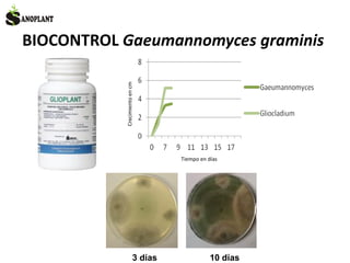 BIOCONTROL Gaeumannomyces graminis
3 días 10 días
Crecimientoencm
Tiempo en días
 