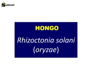 Rhizoctonia solani
(oryzae)
 