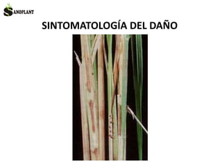 SINTOMATOLOGÍA DEL DAÑO
 