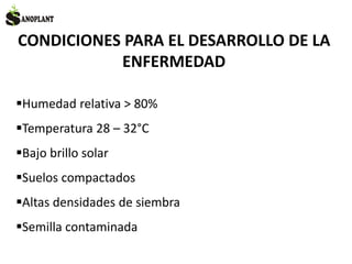 CONDICIONES PARA EL DESARROLLO DE LA
ENFERMEDAD
Humedad relativa > 80%
Temperatura 28 – 32°C
Bajo brillo solar
Suelos compactados
Altas densidades de siembra
Semilla contaminada
 