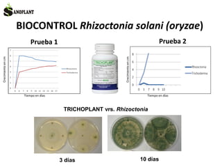 BIOCONTROL Rhizoctonia solani (oryzae)
TRICHOPLANT vrs. Rhizoctonia
Prueba 1 Prueba 2
3 días 10 días
Crecimientoencm
Tiempo en días
Crecimientoencm
Tiempo en días
 