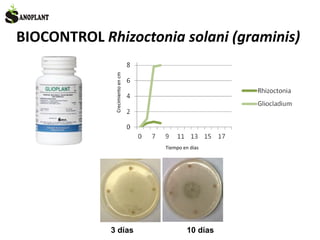 BIOCONTROL Rhizoctonia solani (graminis)
3 días 10 días
Crecimientoencm
Tiempo en días
 