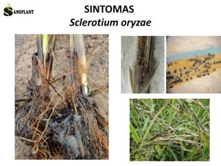 SINTOMAS
Sclerotium oryzae
 