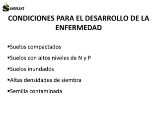 CONDICIONES PARA EL DESARROLLO DE LA
ENFERMEDAD
Suelos compactados
Suelos con altos niveles de N y P
Suelos inundados
Altas densidades de siembra
Semilla contaminada
 