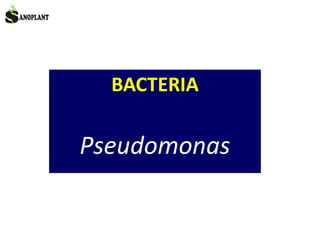 BACTERIA
Pseudomonas
 