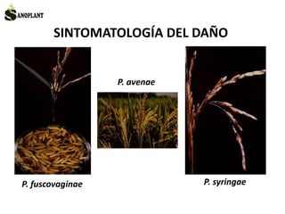 SINTOMATOLOGÍA DEL DAÑO
P. fuscovaginae
P. avenae
P. syringae
 