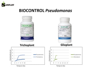 BIOCONTROL Pseudomonas
Trichoplant
Crecimientoencm
Tiempo en días
Glioplant
Crecimientoencm
Tiempo en días
 