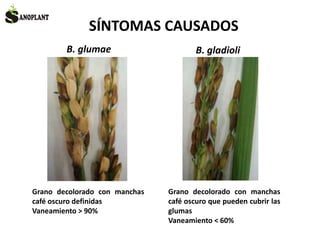 SÍNTOMAS CAUSADOS
B. glumae B. gladioli
Grano decolorado con manchas
café oscuro definidas
Vaneamiento > 90%
Grano decolorado con manchas
café oscuro que pueden cubrir las
glumas
Vaneamiento < 60%
 