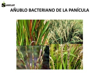 AÑUBLO BACTERIANO DE LA PANÍCULA
 