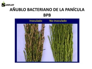 AÑUBLO BACTERIANO DE LA PANÍCULA
BPB
 