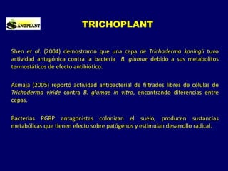 TRICHOPLANT
Shen et al. (2004) demostraron que una cepa de Trichoderma koningii tuvo
actividad antagónica contra la bacteria B. glumae debido a sus metabolitos
termostáticos de efecto antibiótico.
Asmaja (2005) reportó actividad antibacterial de filtrados libres de células de
Trichoderma viride contra B. glumae in vitro, encontrando diferencias entre
cepas.
Bacterias PGRP antagonistas colonizan el suelo, producen sustancias
metabólicas que tienen efecto sobre patógenos y estimulan desarrollo radical.
 