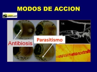 MODOS DE ACCION
Parasitismo
 