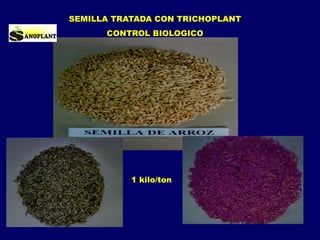1 kilo/ton
SEMILLA TRATADA CON TRICHOPLANT
CONTROL BIOLOGICO
 