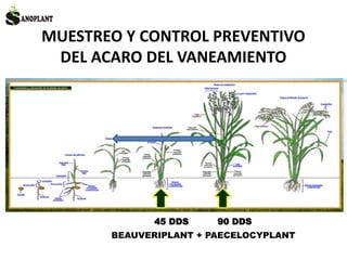 MUESTREO Y CONTROL PREVENTIVO
DEL ACARO DEL VANEAMIENTO
BEAUVERIPLANT + PAECELOCYPLANT
45 DDS 90 DDS
 