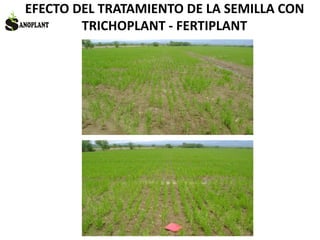EFECTO DEL TRATAMIENTO DE LA SEMILLA CON
TRICHOPLANT - FERTIPLANT
 