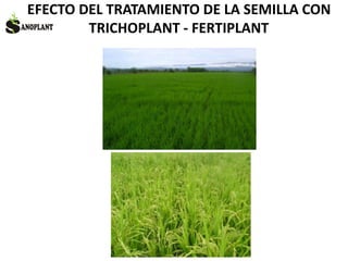 EFECTO DEL TRATAMIENTO DE LA SEMILLA CON
TRICHOPLANT - FERTIPLANT
 