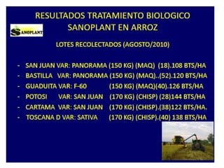Manejo de problemas en arroz 