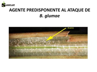 AGENTE PREDISPONENTE AL ATAQUE DE
B. glumae
 