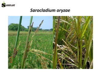 Sarocladium oryzae
 
