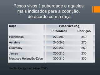 Pesos vivos à puberdade e aqueles
mais indicados para a cobrição,
de acordo com a raça
Raça Peso vivo (Kg)
Puberdade Cobrição
Holandesa 270-280 340
Ayrshire 240-245 270
Guernsey 220-230 250
Jersey
Mestiças Holandês-Zebu
200-210 230
300-310 330
Fonte: Campos e Liziere, 2005
 