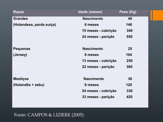 Raças Idade (meses) Peso (Kg)
Grandes
(Holandesa, parda suiça)
Pequenas
(Jersey)
Mestiços
(Holandês + zebu)
Nascimento 40
6 meses 146
15 meses - cobrição 340
24 meses - parição 550
Nascimento 25
6 meses 104
13 meses - cobrição 250
22 meses - parição 360
Nascimento 30
6 meses 120
24 meses - cobrição 330
33 meses - parição 420
Fonte: CAMPOS & LIZIERE (2005)
 