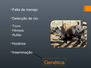 Falta de manejo
Detecção de cio:
• Touro
• Fêmeas
• Rufião
Horários
Inseminação
Genética
 