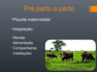 Pré parto e parto
Piquete maternidade
Adaptação:
• Manejo
• Alimentação
• Companheiras
• Instalações
 