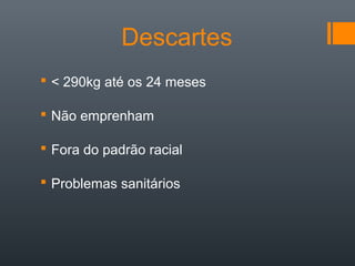 Descartes
 < 290kg até os 24 meses
 Não emprenham
 Fora do padrão racial
 Problemas sanitários
 