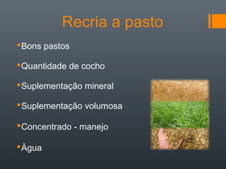 Recria a pasto
Bons pastos
Quantidade de cocho
Suplementação mineral
Suplementação volumosa
Concentrado - manejo
Àgua
 